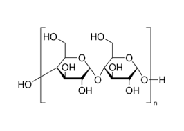 Molecular structure of Maize starch